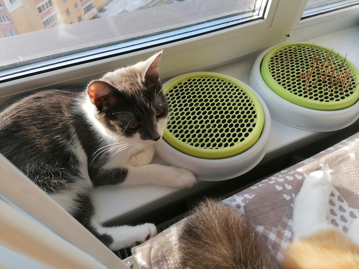 Шуня-агроном контролирует всходы.