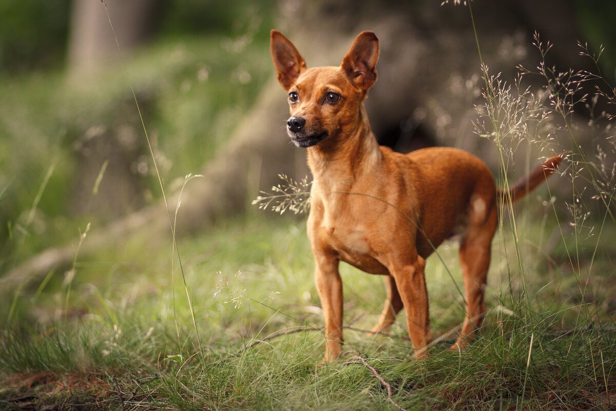 Маленький красавчик (Фото: https://www.flickr.com/photos/hundephotografie/10991397253/)