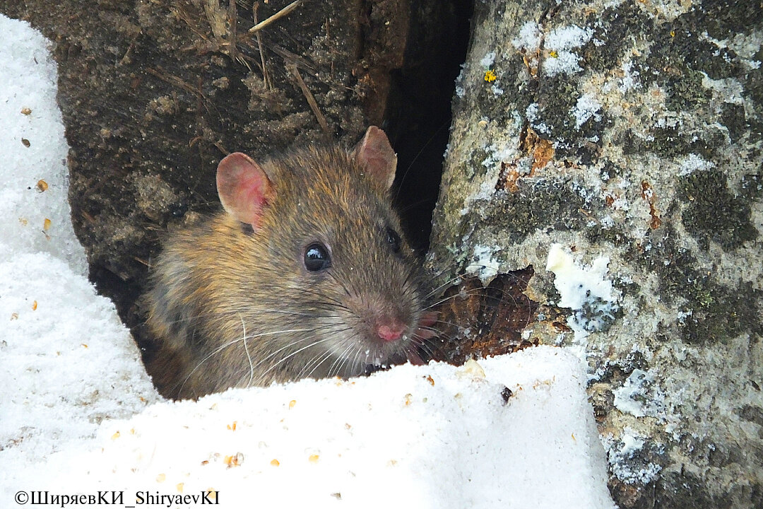 СЕРАЯ  КРЫСА или ПАСЮК ( лат. Rattus_norvegicus )
