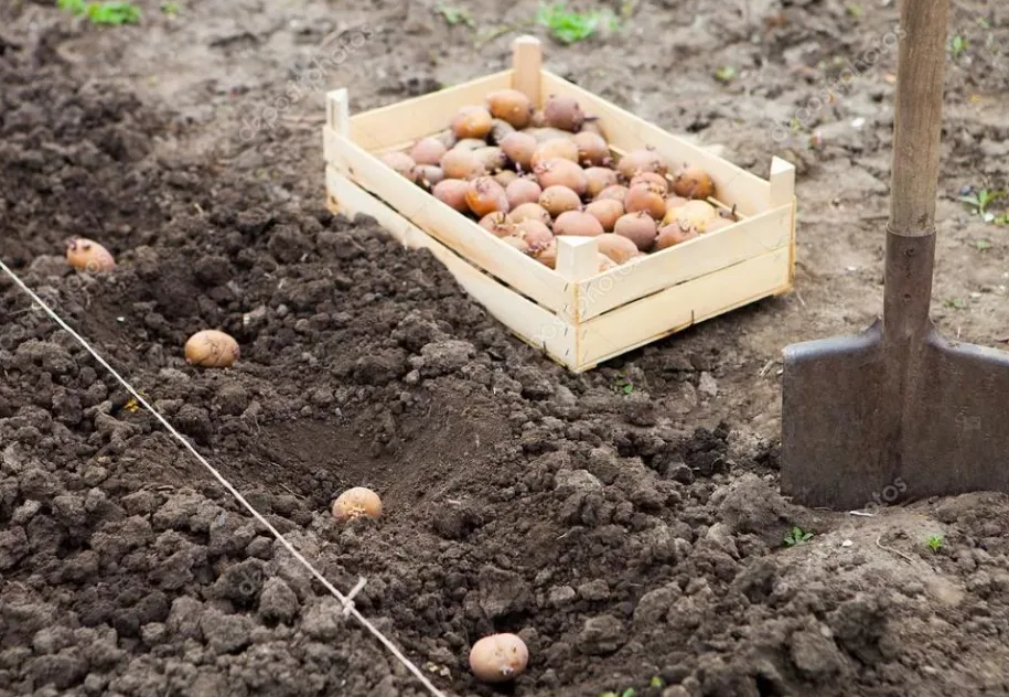 Посадка картофеля. Лунки для картофеля. Посадка картофеля под лопату. Картофель в огороде.