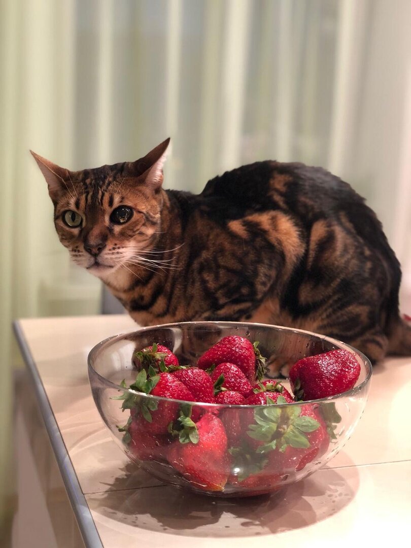 Этот красавчик ищет новый дом из-за возникшей аллергии у ребенка