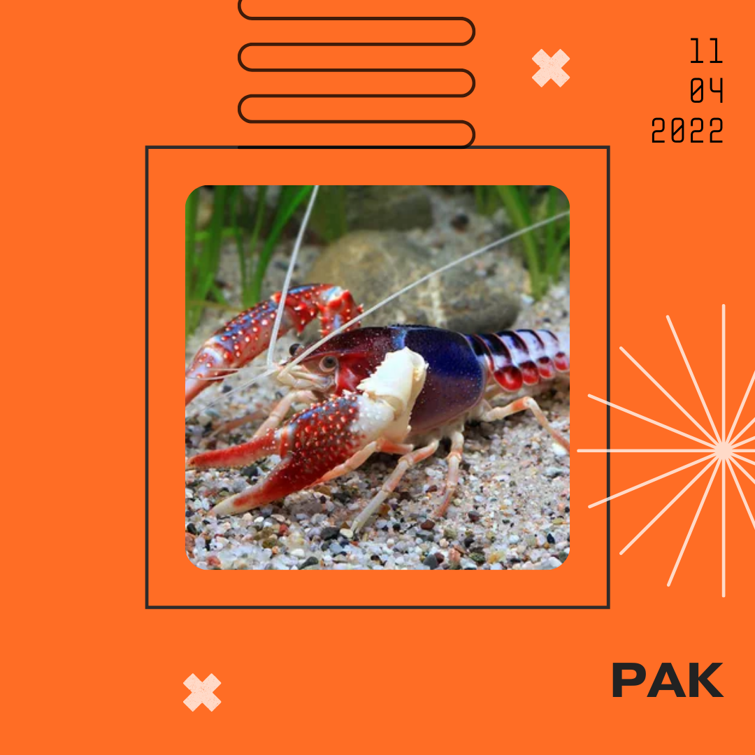 Рак - 11.04.2022