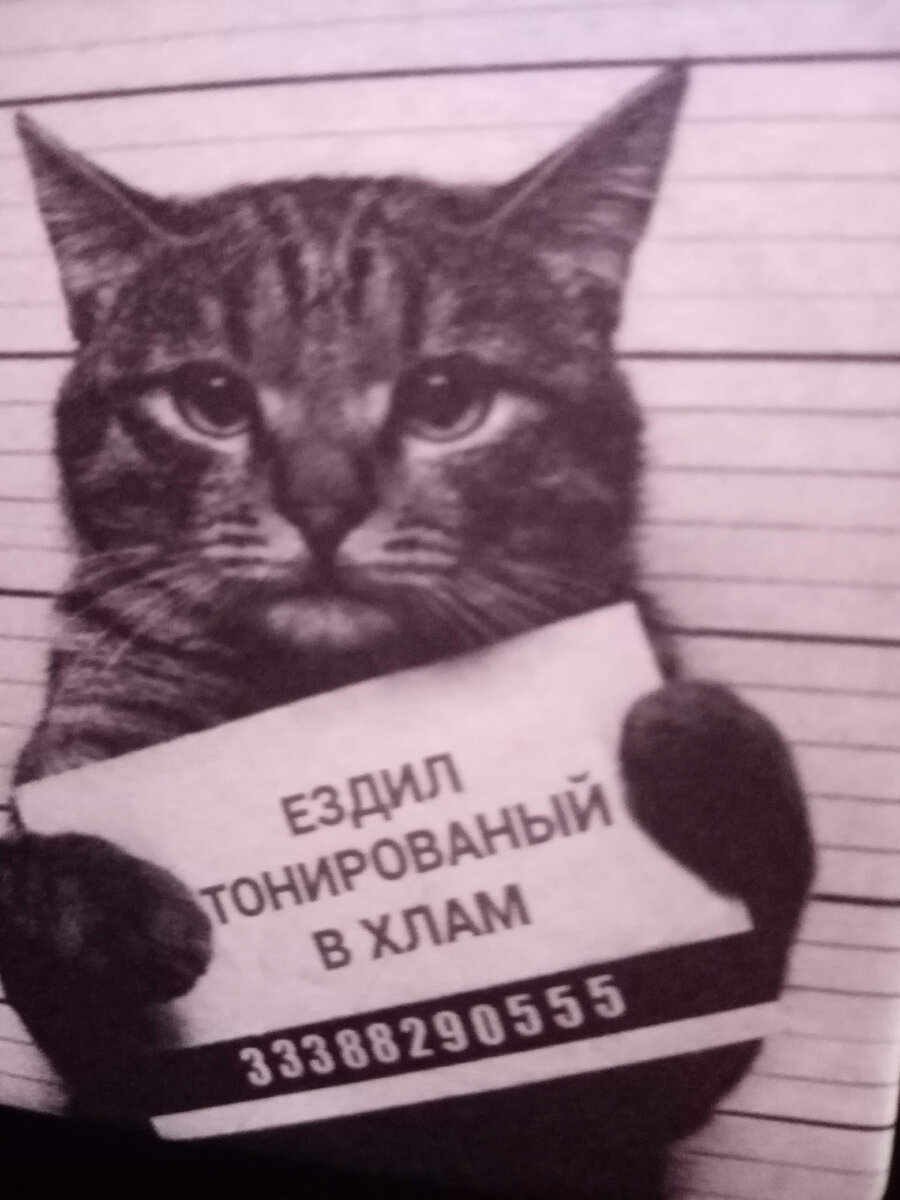 Коты они такие, они и это могут😂😂😂