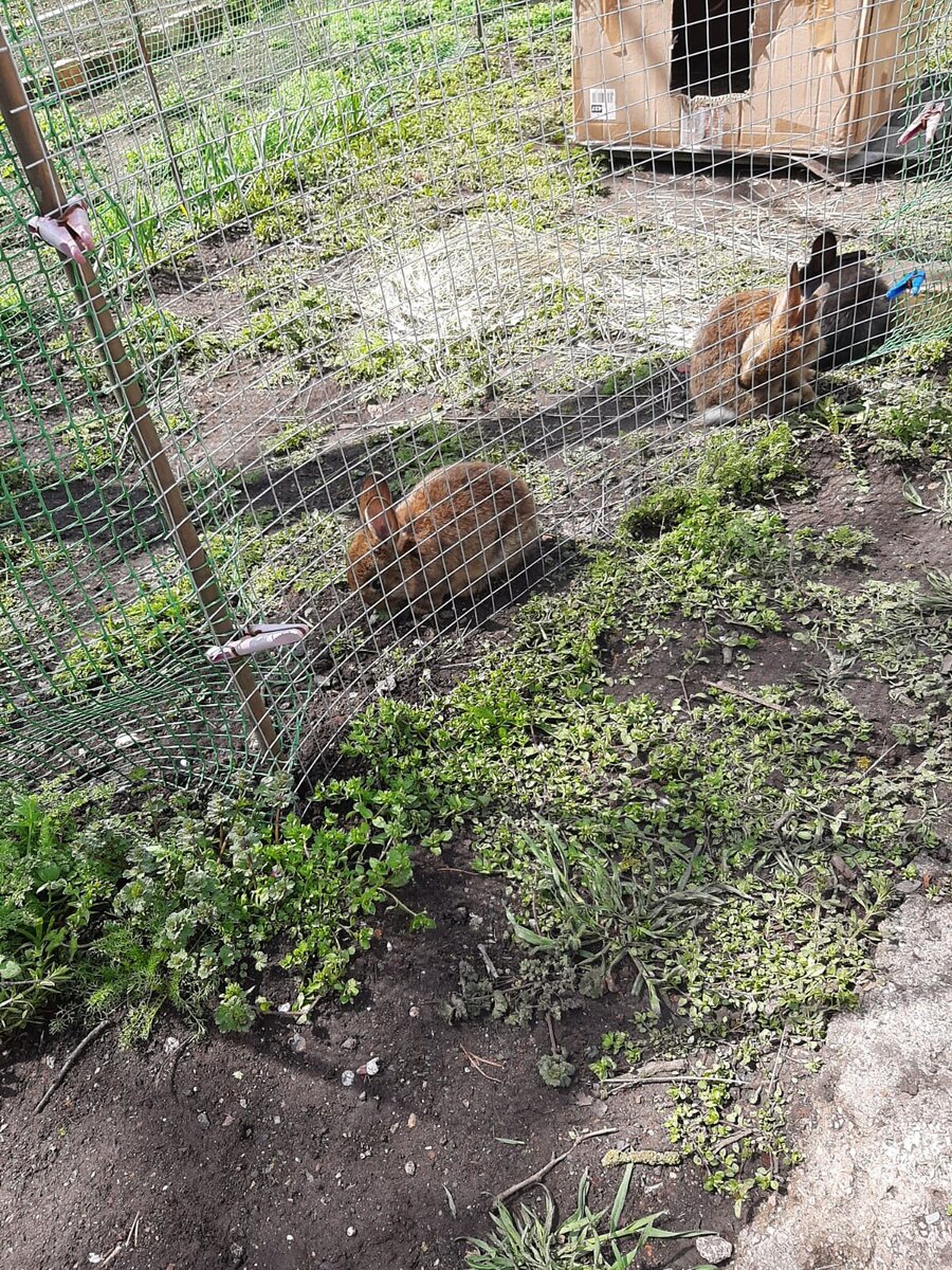 Вот они какие теперь.