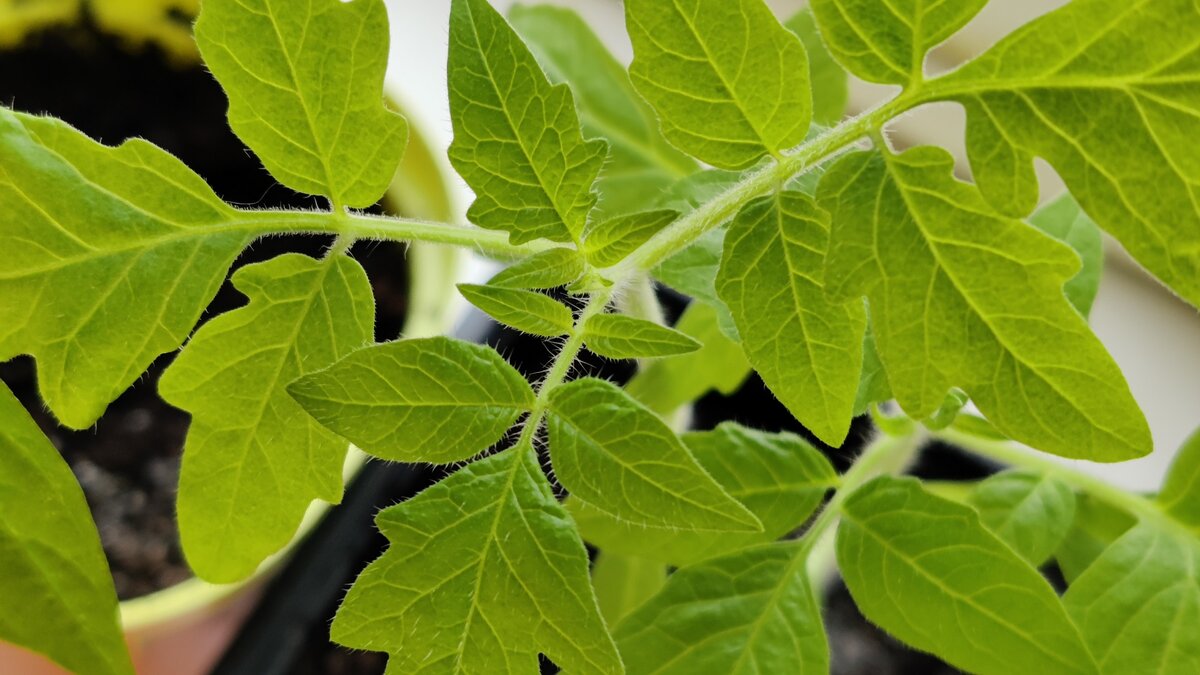 Эти препараты помогут растениям быть здоровыми