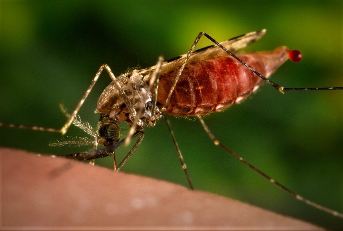 Малярия животное. Малярийный комар анофелес. Малярийный Москит анофелес. Москиты и малярийные комары. Малярийный комар фото.