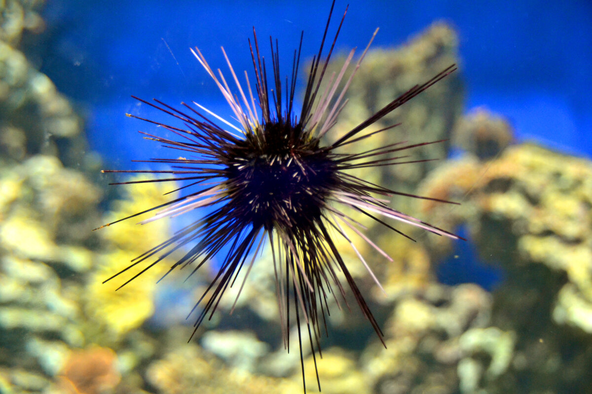 Копьеносный морской еж