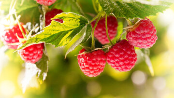 🍓Удобрение для Малины, в конце июня-начале июля: для богатого и вкусного урожая