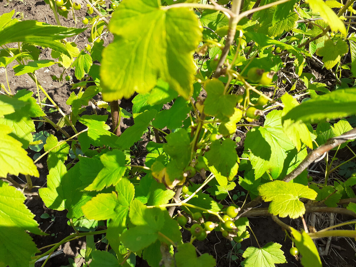 Внимательно осматриваю все листочки. Фото автора