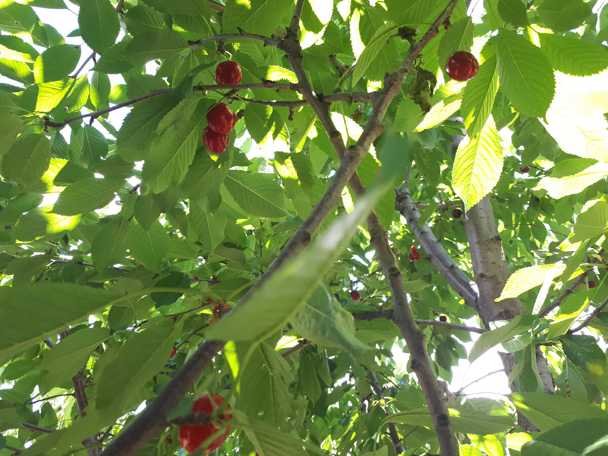 Поздняя черешня поспела) последняя в этом году