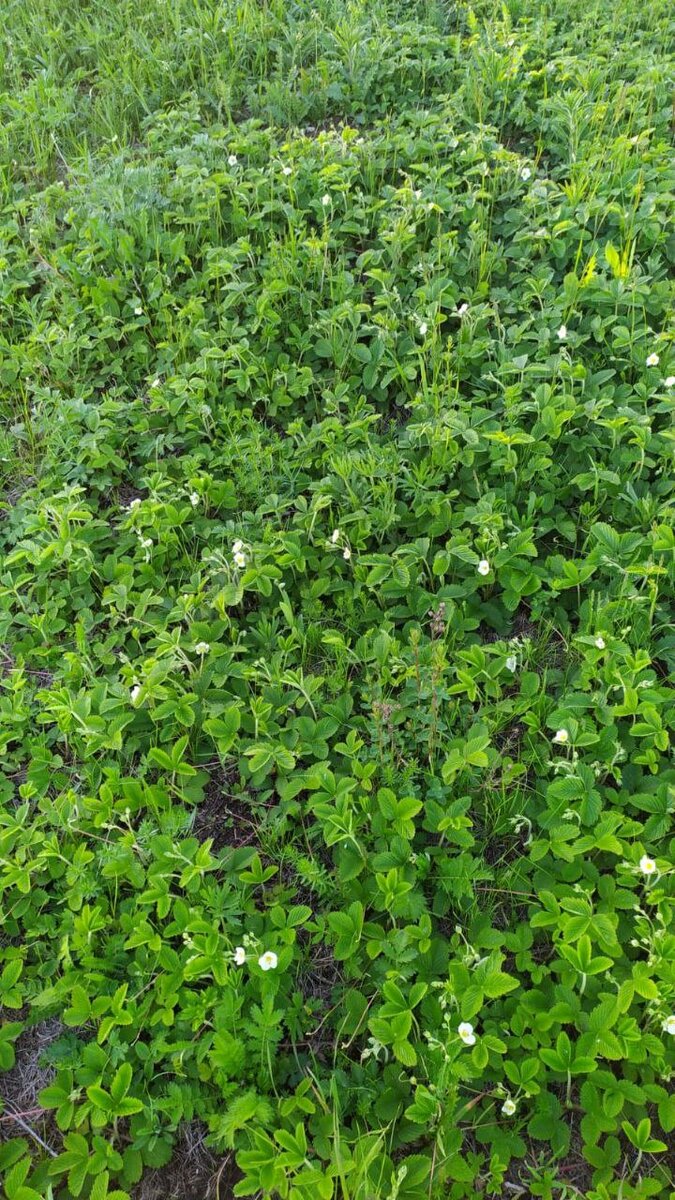  На окрестностях моего родного села , на большой площади,  растет земляника. Чем не плантация!  Как будто  их кто-то  посадил.  Раньше здесь была вытоптанная скотом местность.