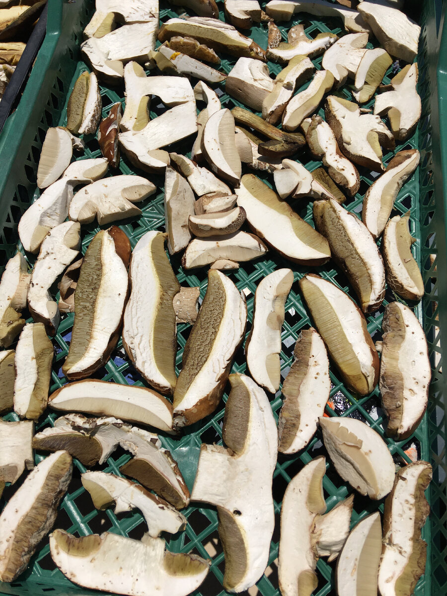 Шляпки белых грибов 