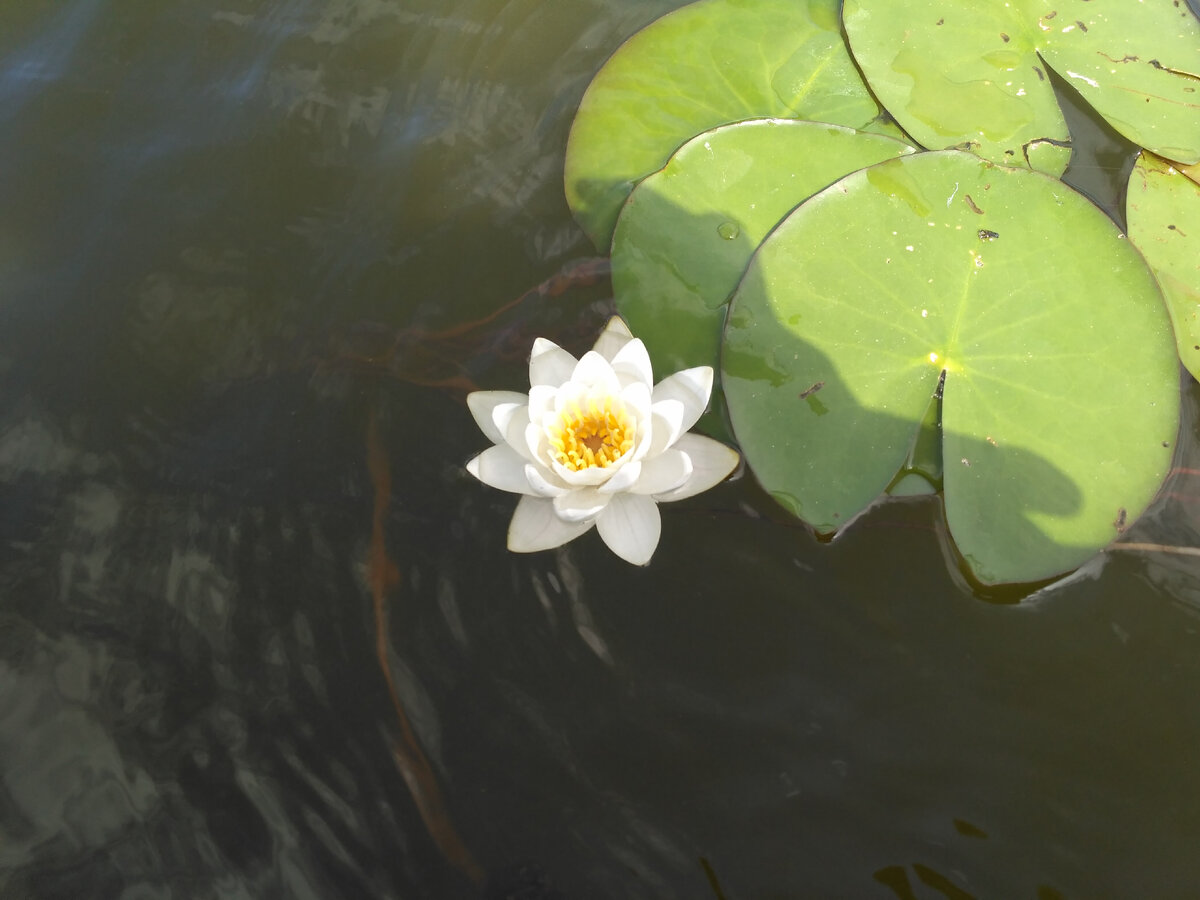 Белая кувшинка