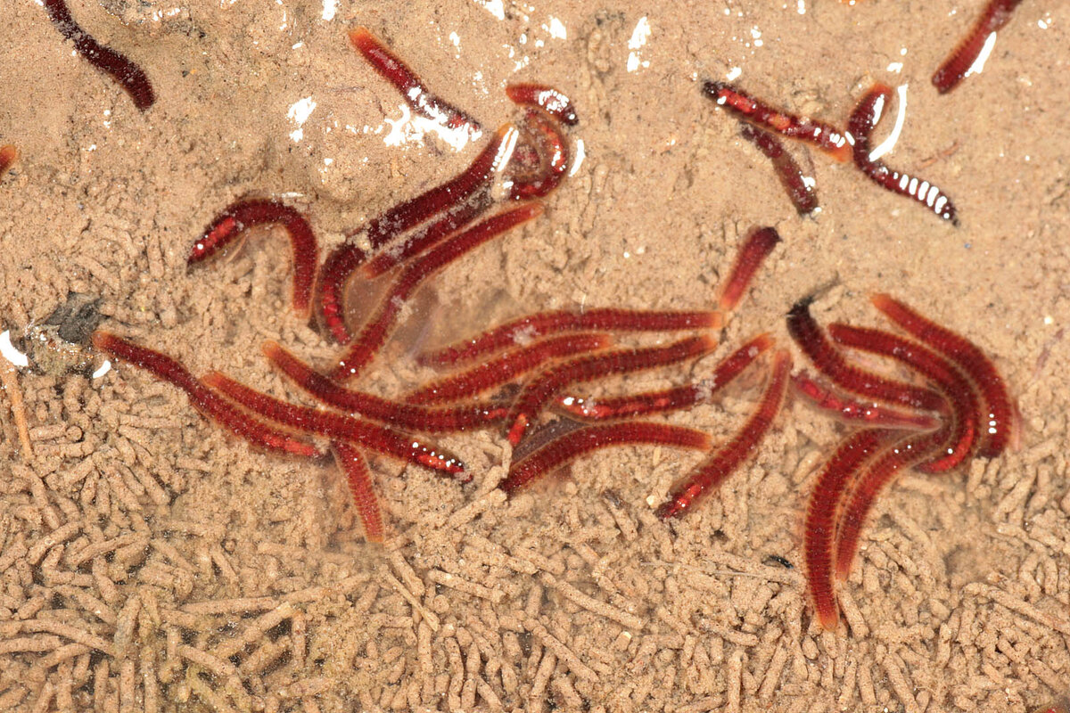 Живой корм. Люмбрикулиды - семейство Lumbriculidae. Branchiura sowerbyi. Limnodrilus hoffmeisteri.