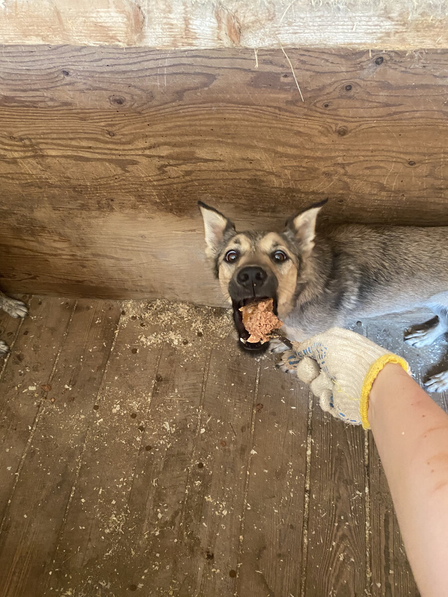 Кормим с ложечки влажным кормом для социализации