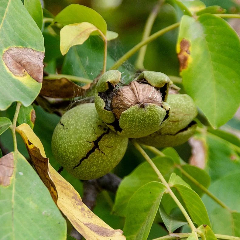 Сколько растет орех. Грецкий орех дерево. Орех грецкий (Juglans Regia). Чилийский грецкий орех дерево. Крона грецкого ореха.