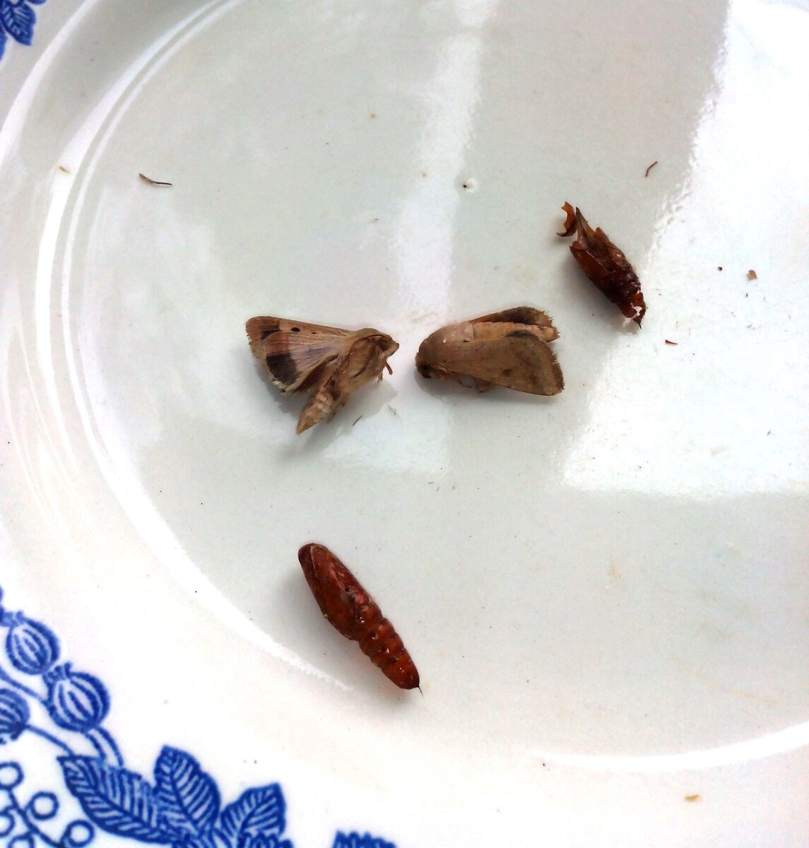 Мой эксперимент с луговыми мотыльками.