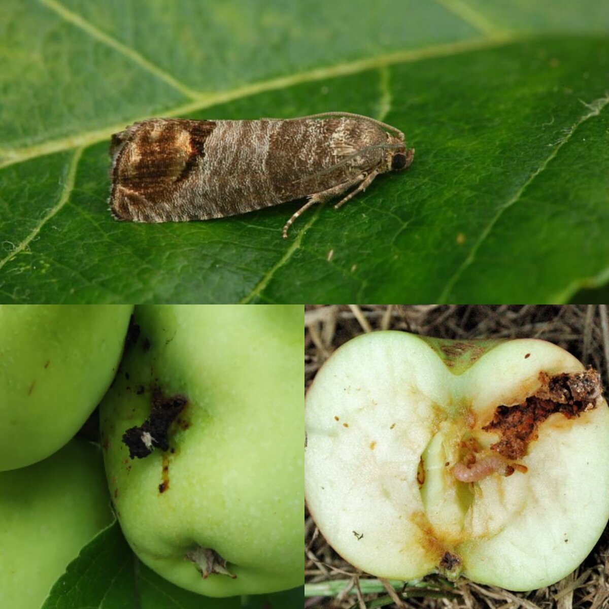 Яблонная плодожорка. Коллаж автора