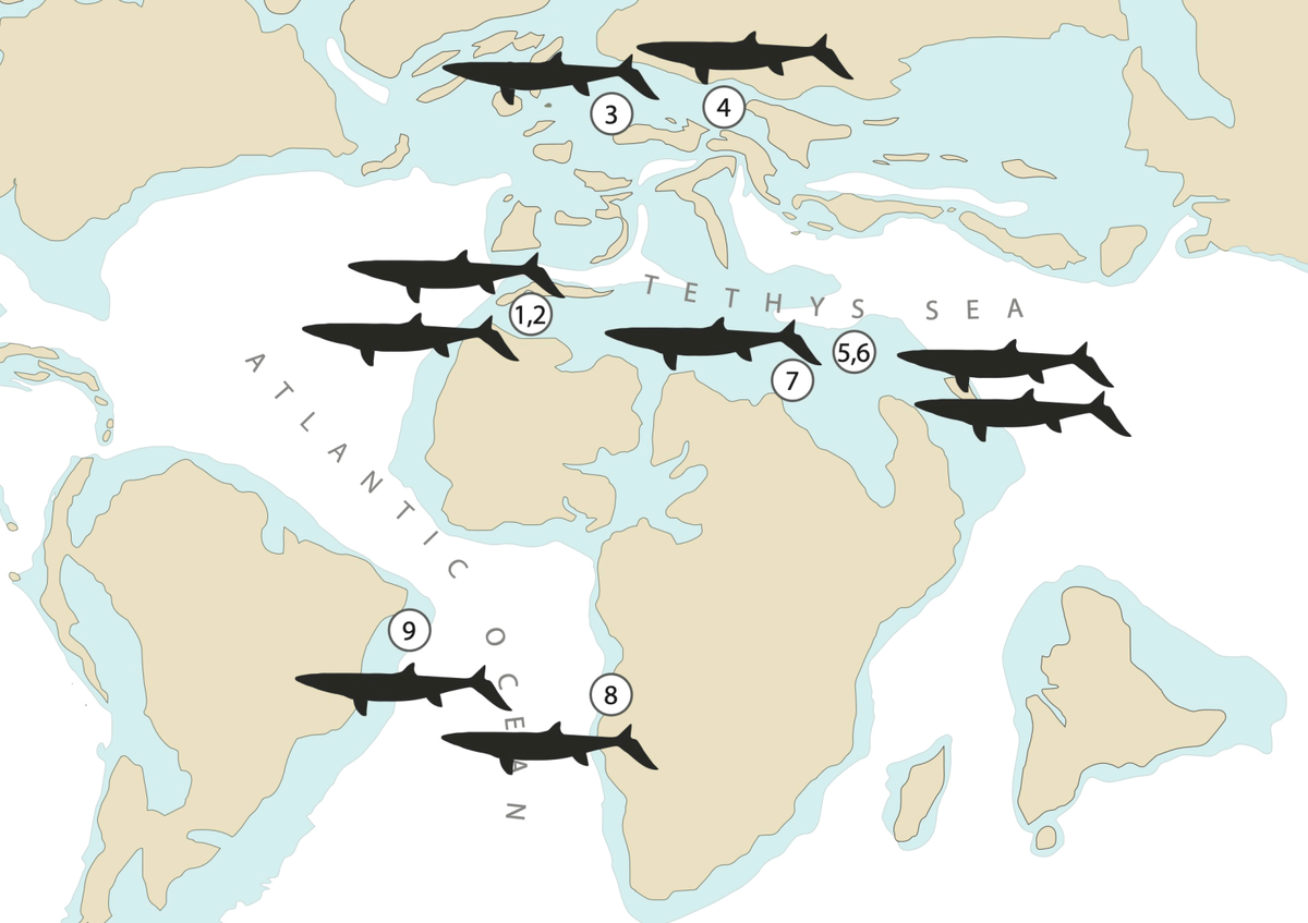 Места обитания мозазавров в меловом периоде.