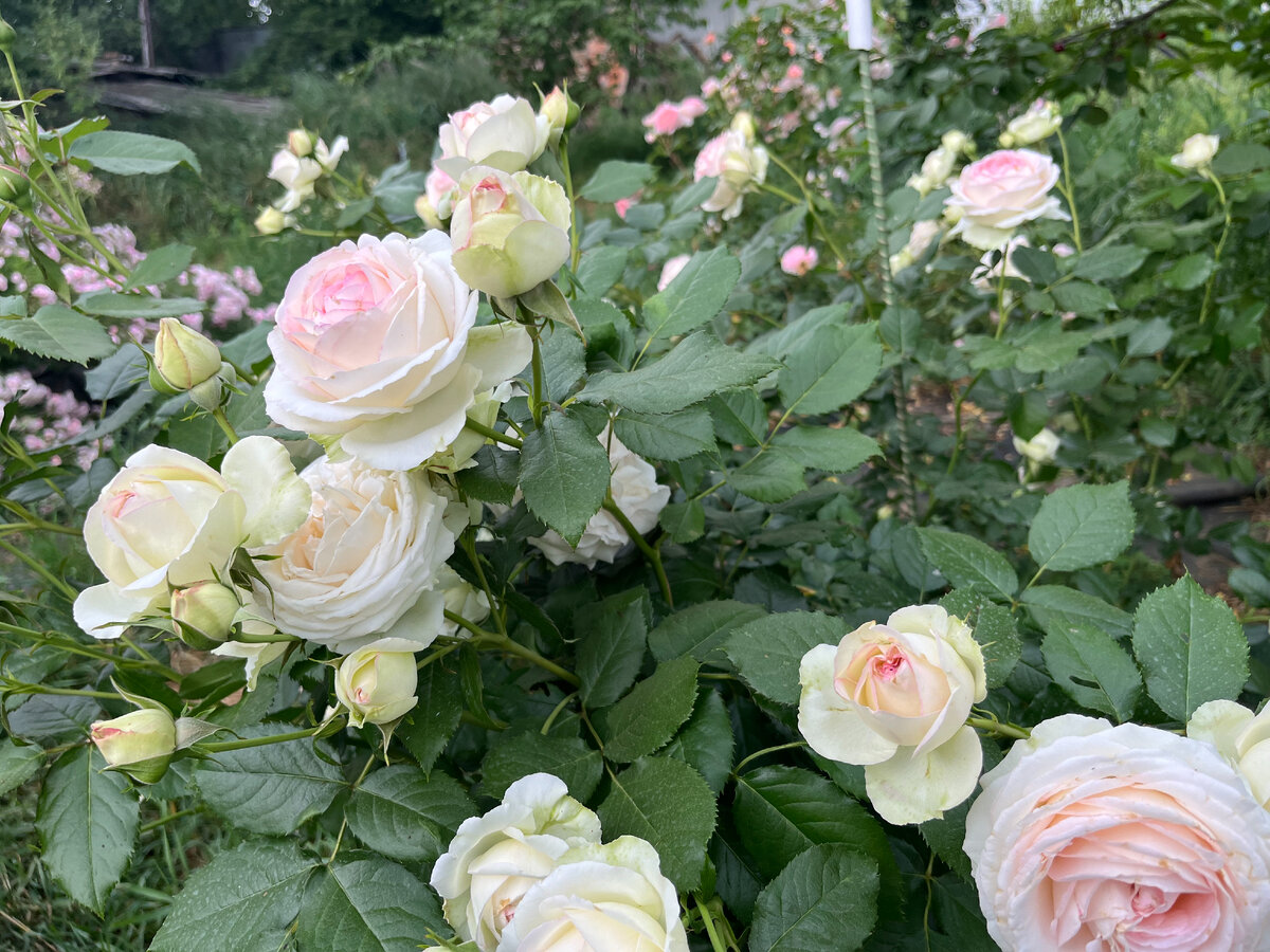 Пьер де Ронсар