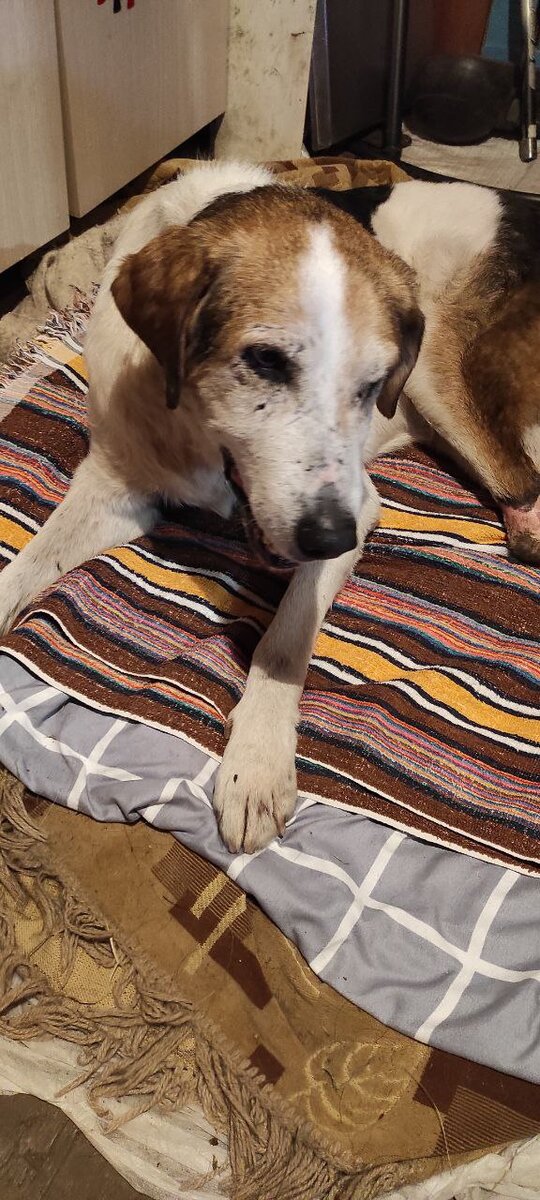 Так Бушуй переживал жару. Лёжа, почти не вставая.