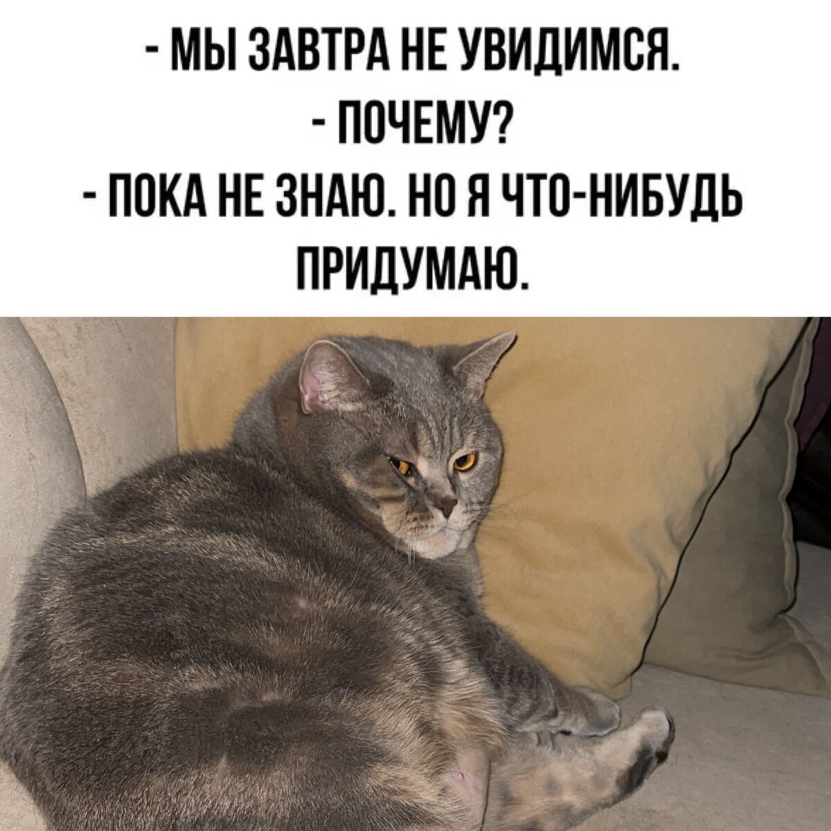 Кот, плед и чай мои оправдания😹