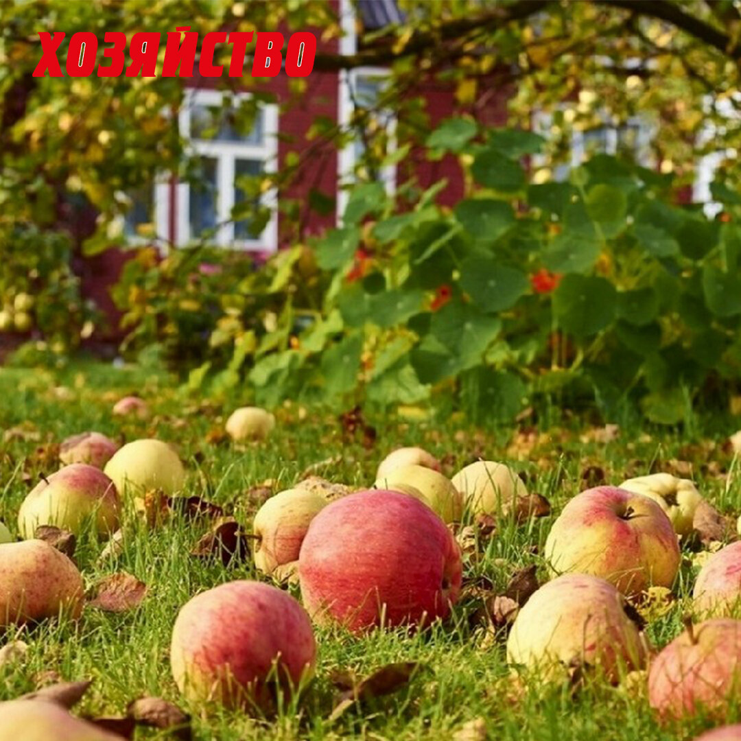 Август деревня яблоки
