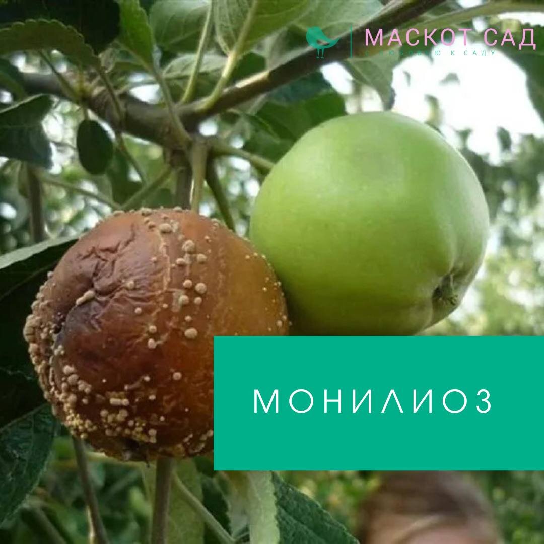 Монилиоз на яблоне фото описание и лечение