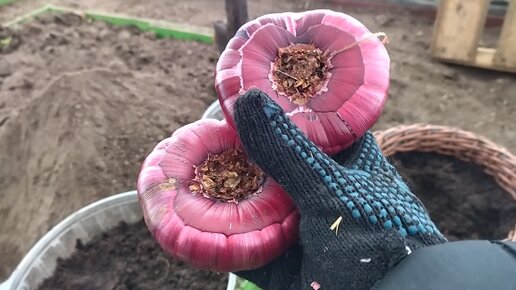 Высаживаю деток гладиолусов под зиму в коробки — способ посадки немусорный, и ни одна клубнепочка не теряется