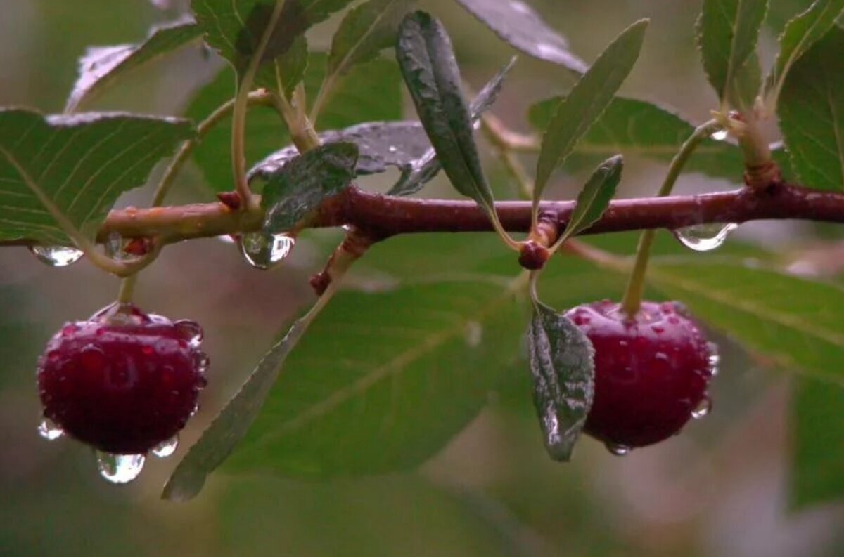 Фото из интернета