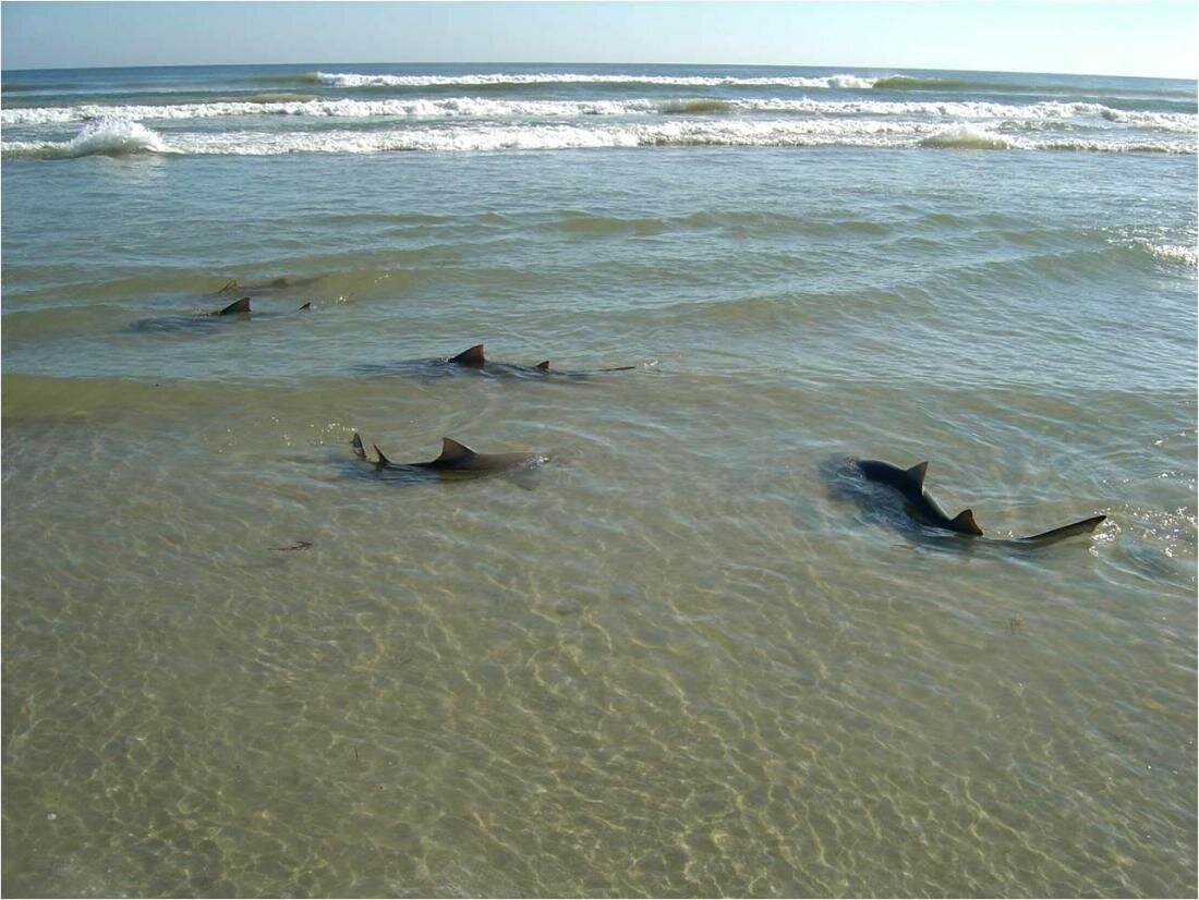 Акулы у пляжа