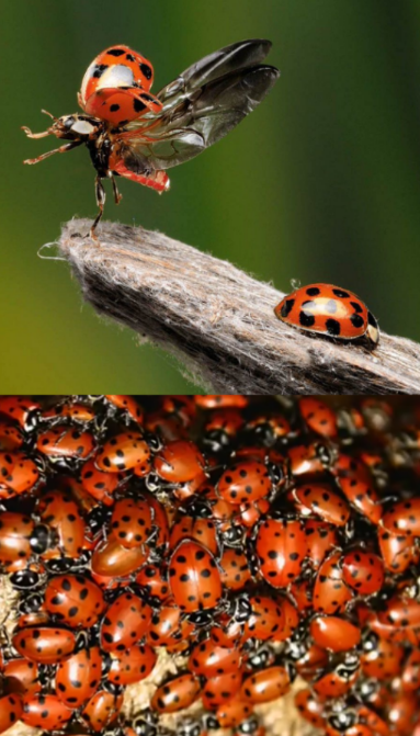 Божьи коровки в природе.