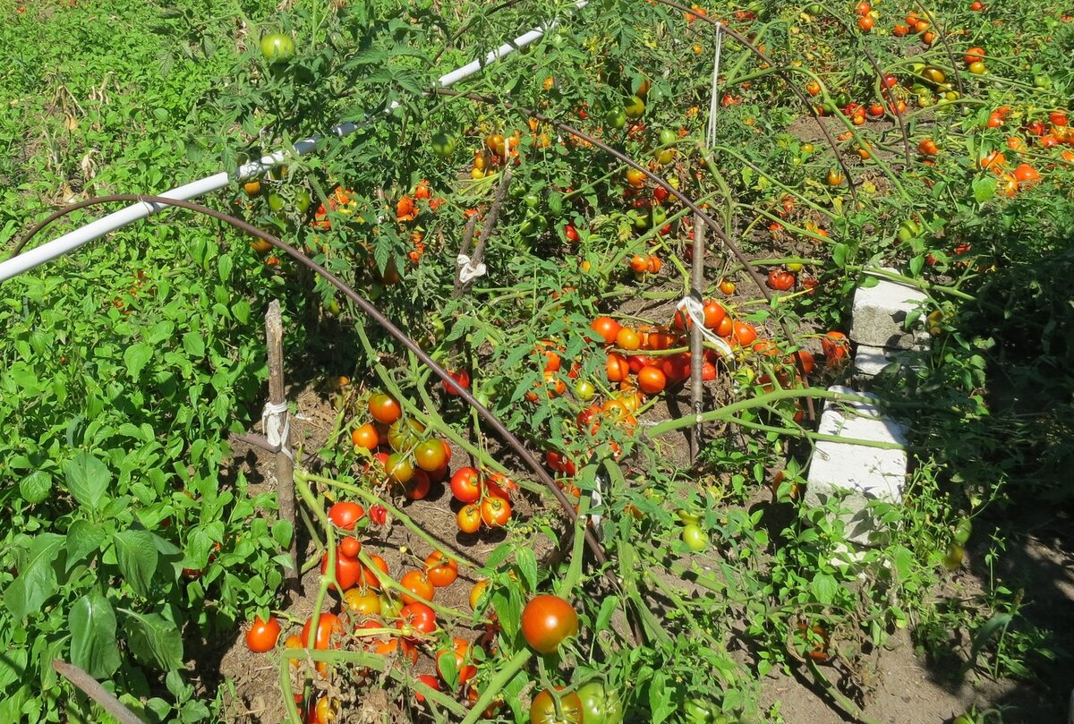 Присевшая в кустах Лобода попала на видео: не хуже Волочковой - Экспресс газета