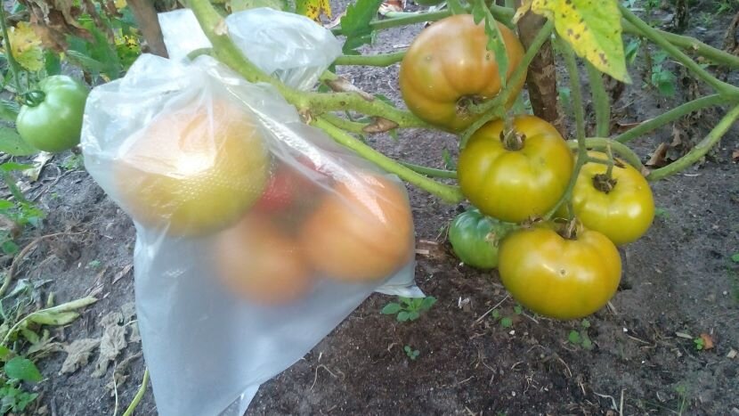 Помидоры краснею быстрее в пакете. Фото автора