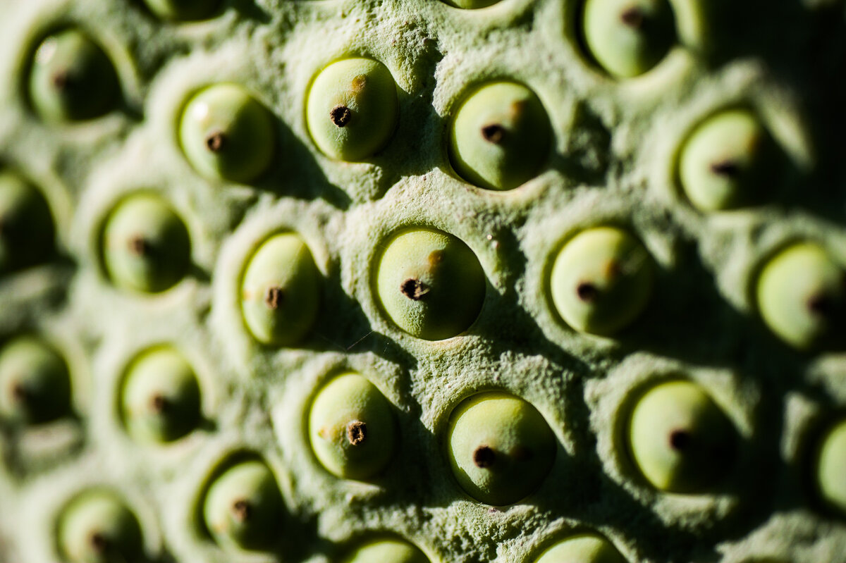 Почему трипофобы боятся лотоса? | Фотограф Попова | Дзен