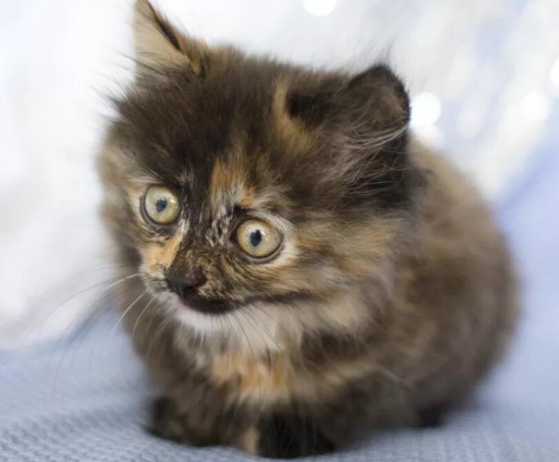 Вот такую её принесли в дом)))