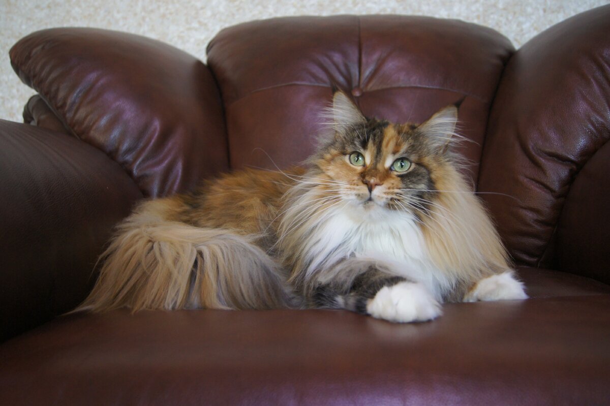 Моя красотка Нинель, самая первая наша кошка