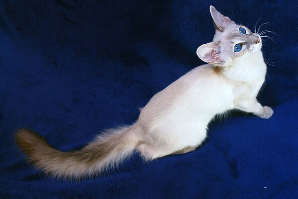 фотография взята с сайта: https://hvost.news/animals/cats-breeds/yavanskaya-koshka-yavanez/
