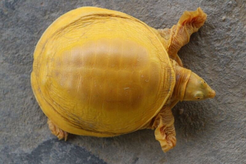 В Индии нашли редкую черепаху-альбиноса. Из-за необычного цвета кому-то она напомнила сыр, а кому-то — желток.