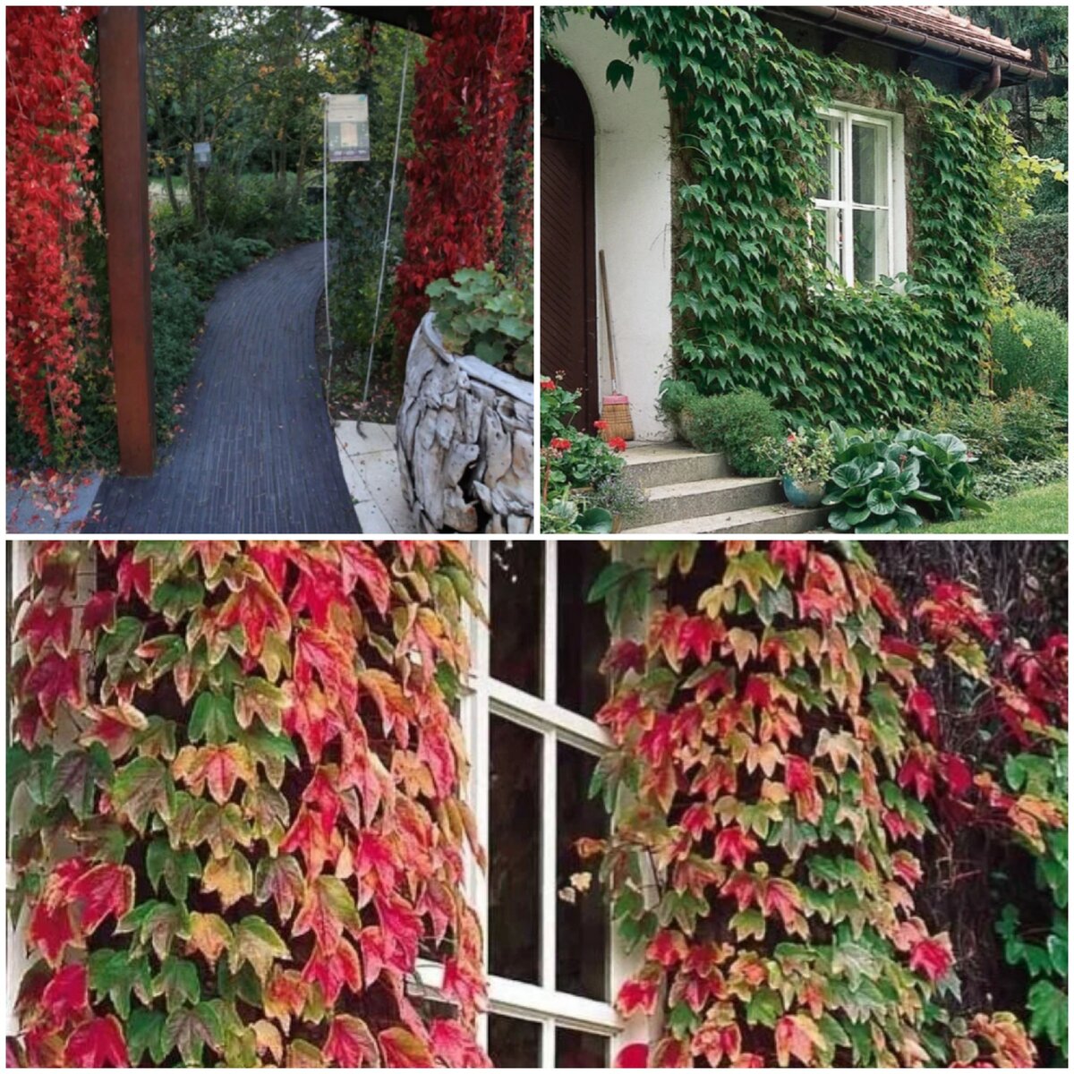 Дикий виноград в оформлении построек