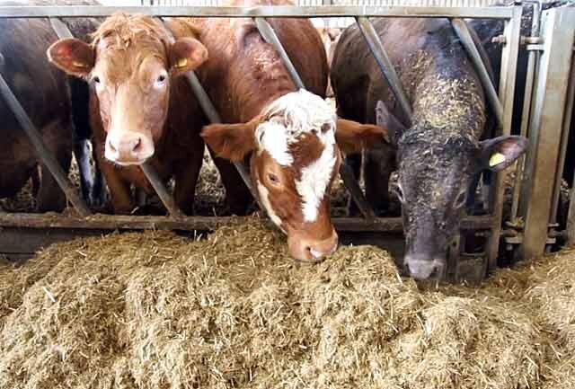 Откорм бычков - выращивание бычков на мясо