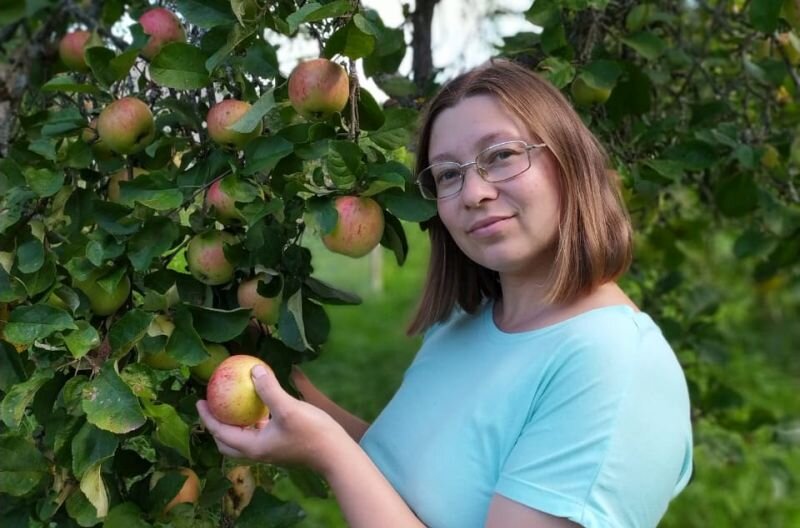 Поздние финские вкусные сорта яблонь для Ленинградской области: Кайта