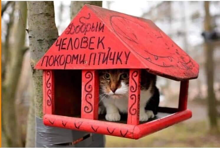 Человек-психолог может и покормить...
