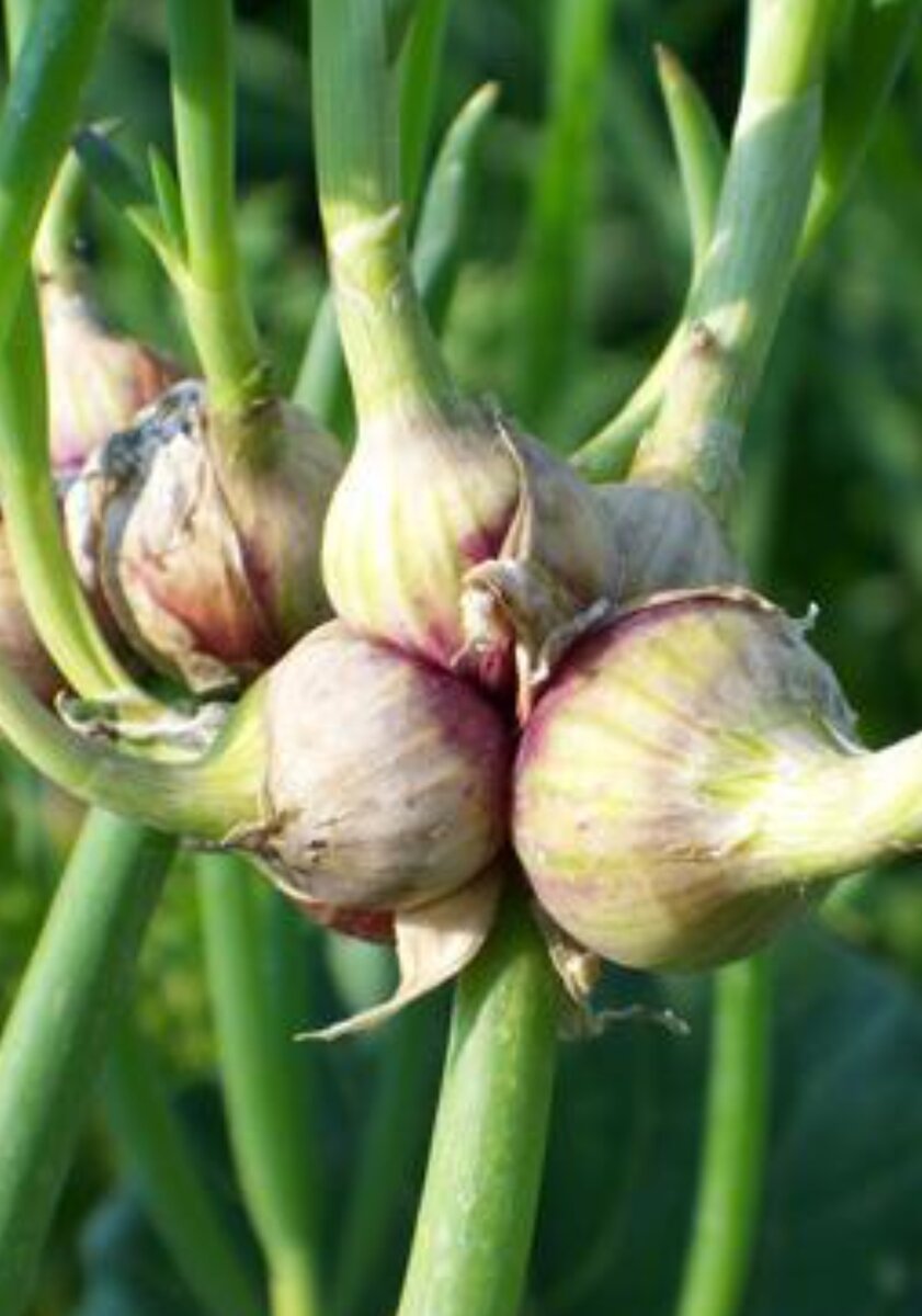 Один из ярусов