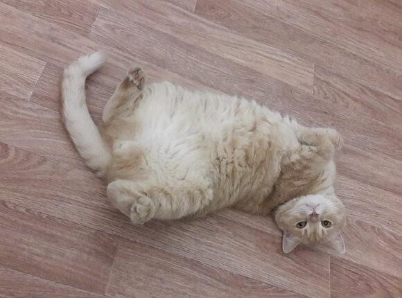 Реакция интернет-пользователей