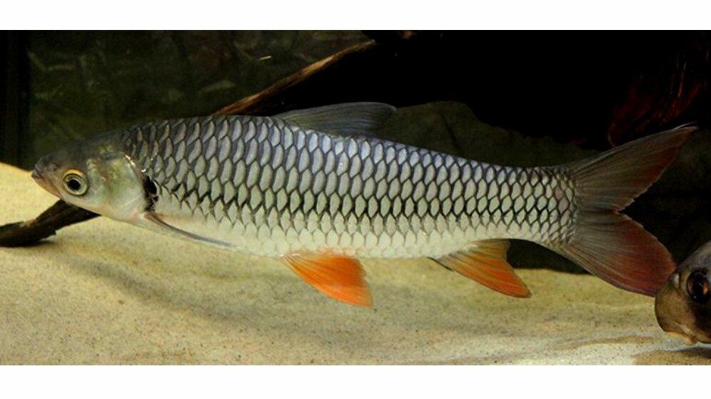 Наш герой - даже опытные любители рыбалки путаются, увидев его