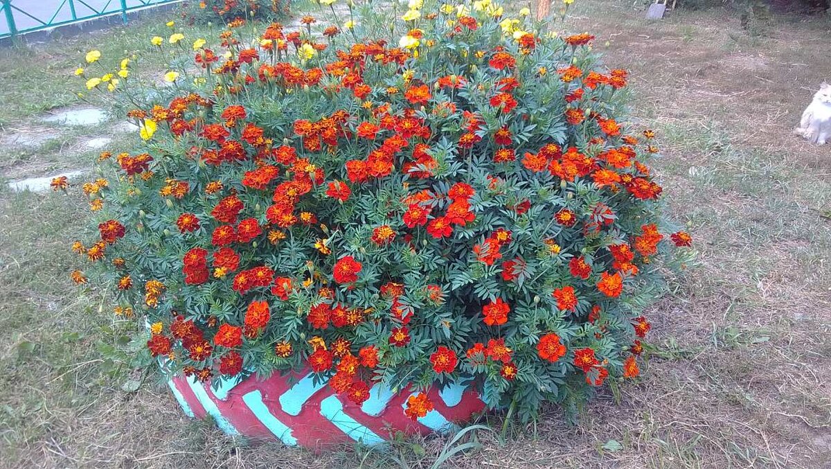 Вы видите красивую клумбу с цветами. А я в один миг могу увидеть в цветах много смотрящих на меня глаз.