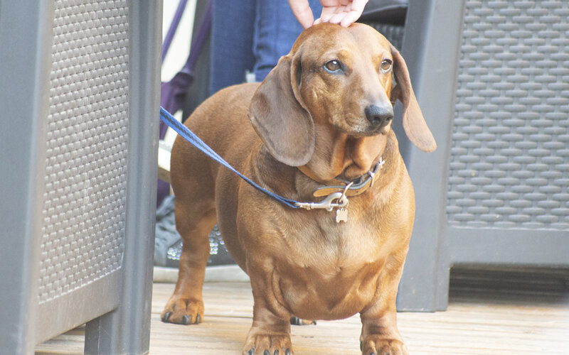 Кастрация или стерилизация не решают проблему агрессии, вместо этого приводя к ожирению и нарушениям поведения. Фото Dominyka Idzelyte/Pixabay 