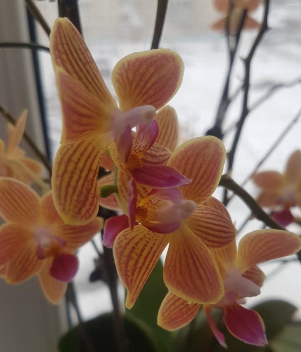 Эта орхидея имеет немного мелкие цветочки, но усыпана ими