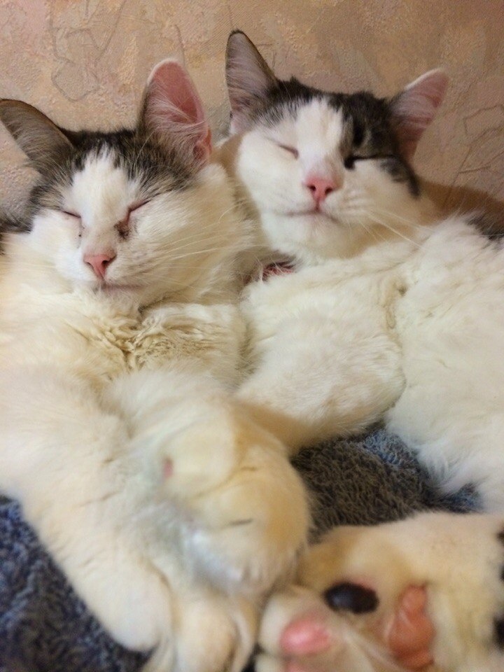 Зяма и Сёма.  Самые старшие мои котаны. Живут со мной уже 7 лет.